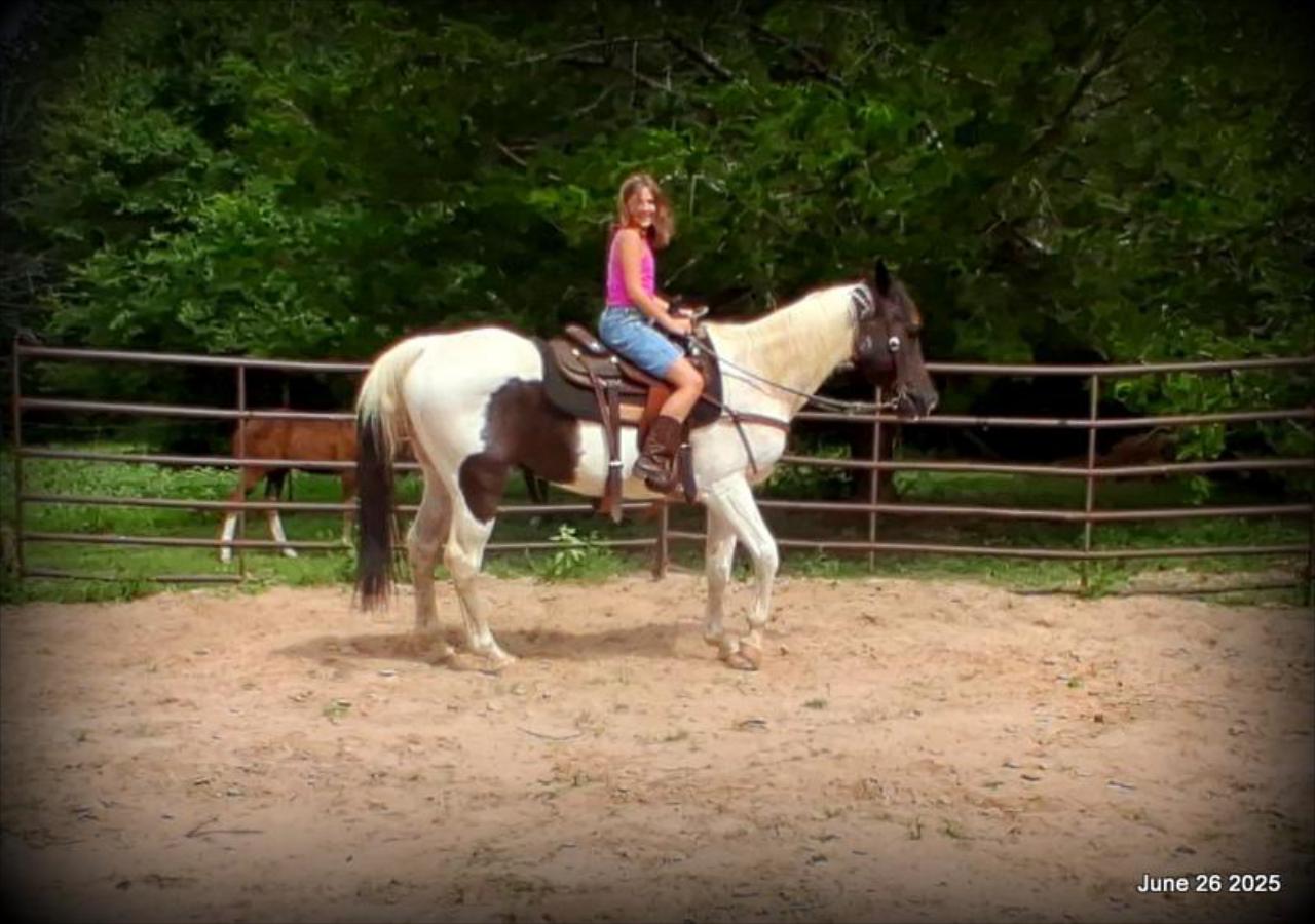 Meet Patrick – The Perfect Family Gelding!