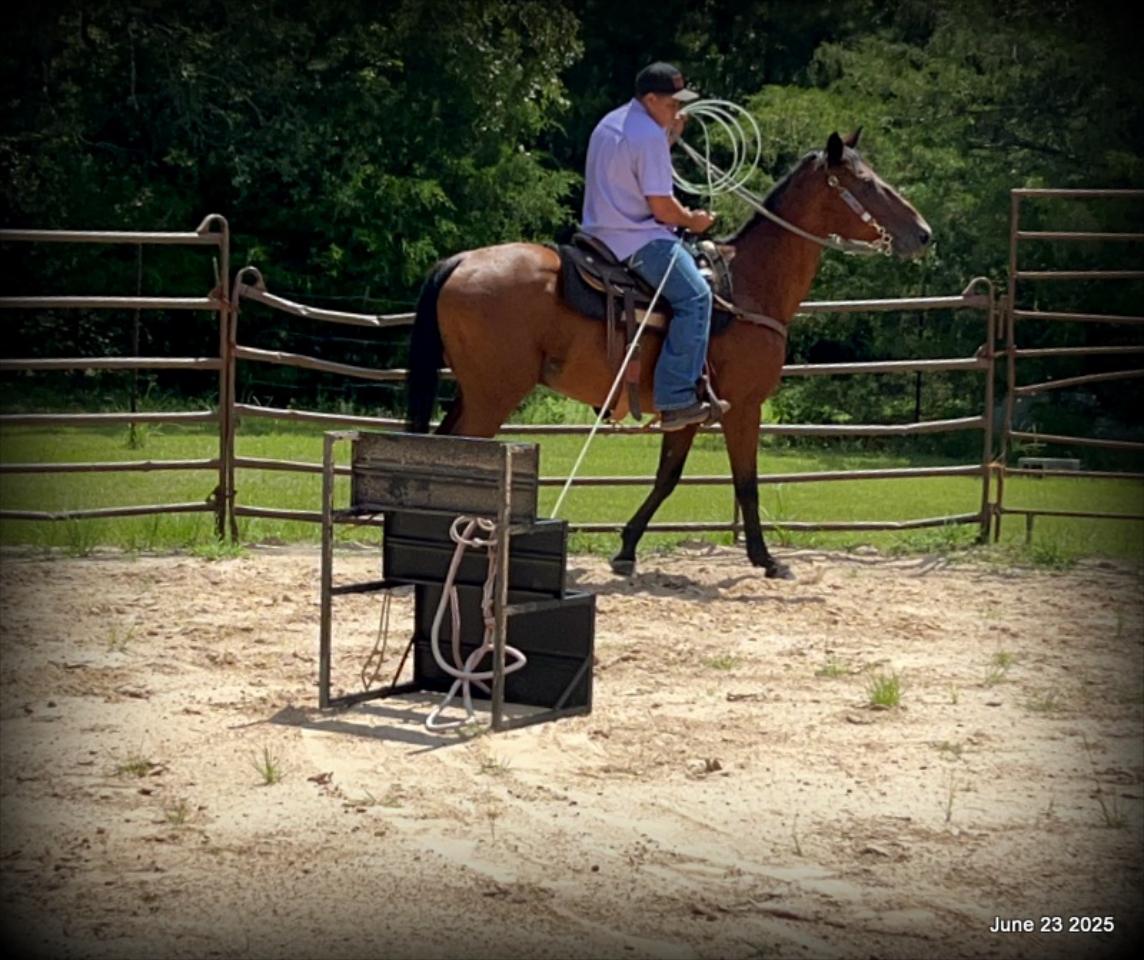 Sammy – A Comeback Story with a Heart of Gold