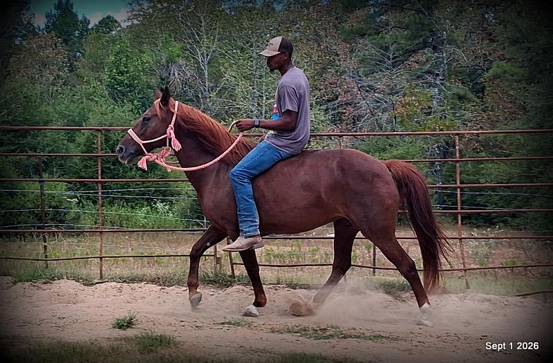 💚🐴 Cricket • Kid Safe & Beginner Safe Family Mare💚