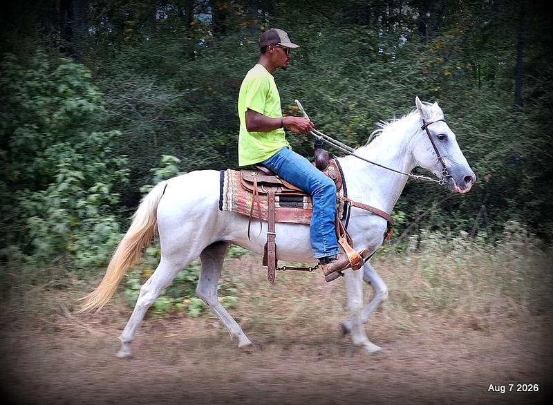 💚Wisp • Beginner Safe, Smooth & Dependable Trail Mare💚