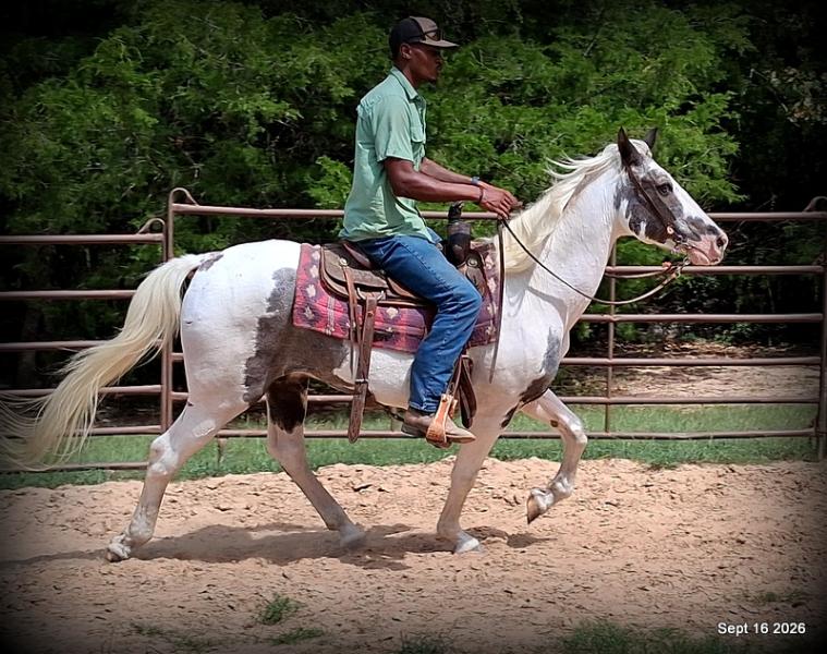 💚 Cosmo | Kid-Safe Spotted Gaited Gelding