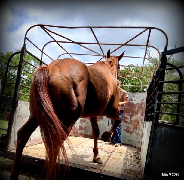 ❤️Mocha❤️Mare with a Story Still Being Written 🌟