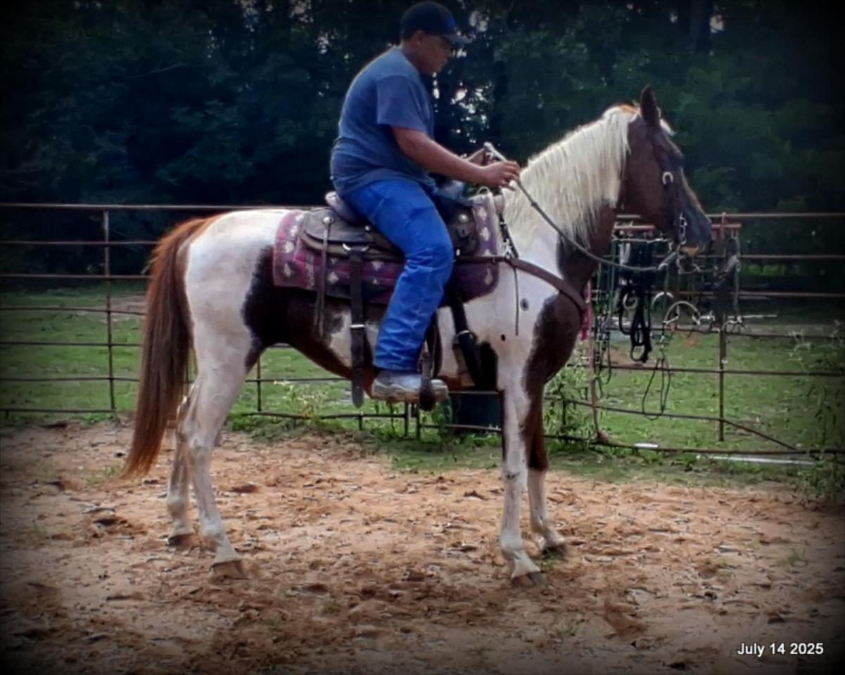 Jazzy – Beautiful Paint Mare with a Heart of Gold