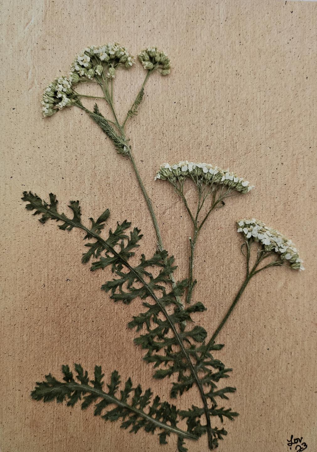 South Dakota Wildflower Series Cards 10 pack print cards