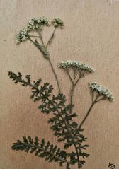 South Dakota Wildflower Series Cards 10 pack print cards