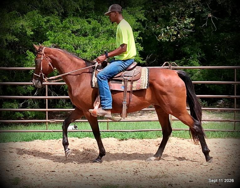 🧡 Jessica’s Beauty | Registered Standardbred Mare🧡