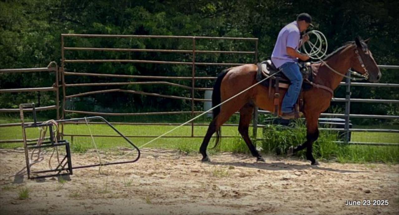 Sammy – A Comeback Story with a Heart of Gold