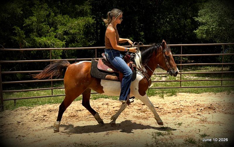 🧡Coca🧡Solid, Sensible Trail Mare 🌟