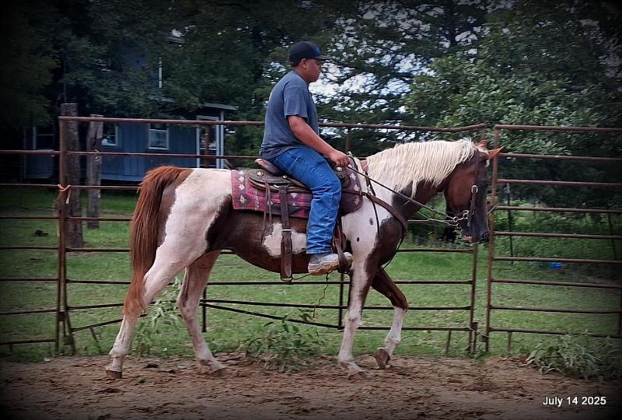 Jazzy – Beautiful Paint Mare with a Heart of Gold