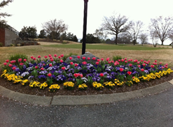 This is the perfect service for those of you who love to have year-round color. Elite Landscaping offers two seasonal flower installations per season.