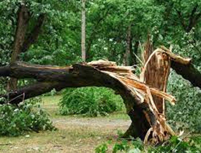 A TREE HAS ALREADY FALLEN