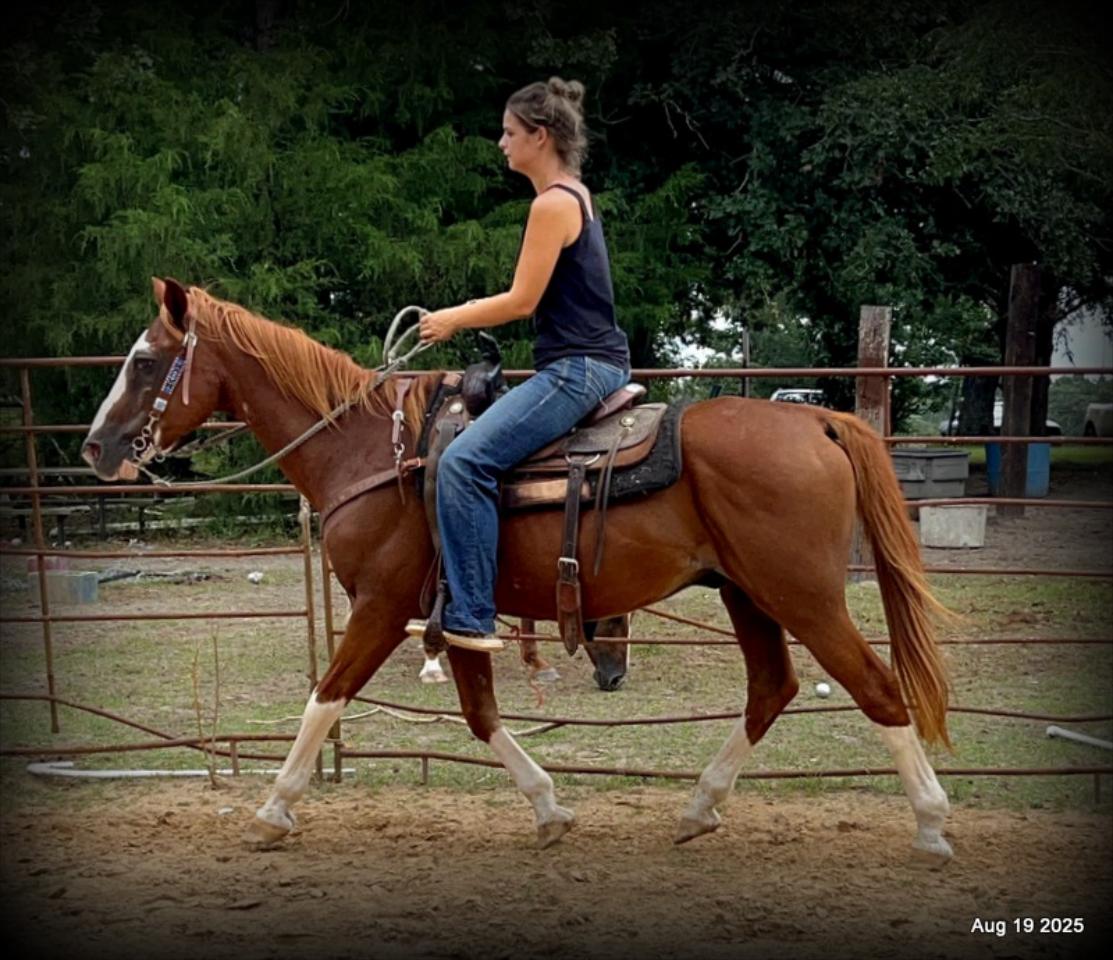 Cooper Amazing Beginners Horse