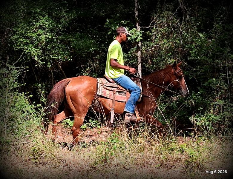 💛🐴 Scarlet • Ranch Experienced, Trail Ready & Ready to Ride💛