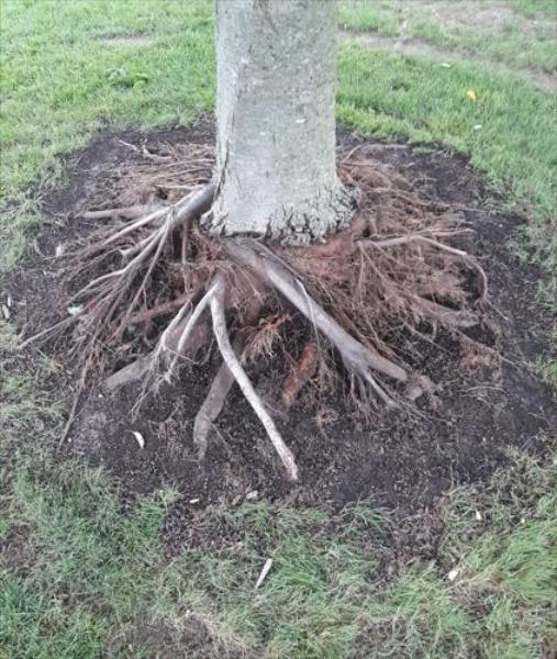 Root Collar Excavating