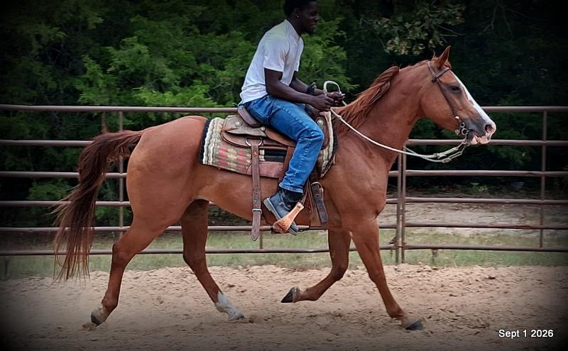 💚🐴 Brandy • Kid Safe, Family Safe & Dependable Quarter Horse Mare💚