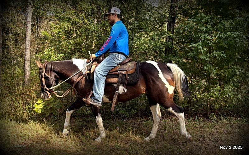 🧡Ragan🧡🎄 ✨ A Christmas Dream Horse Looking for Her Forever Home ✨ 🎄