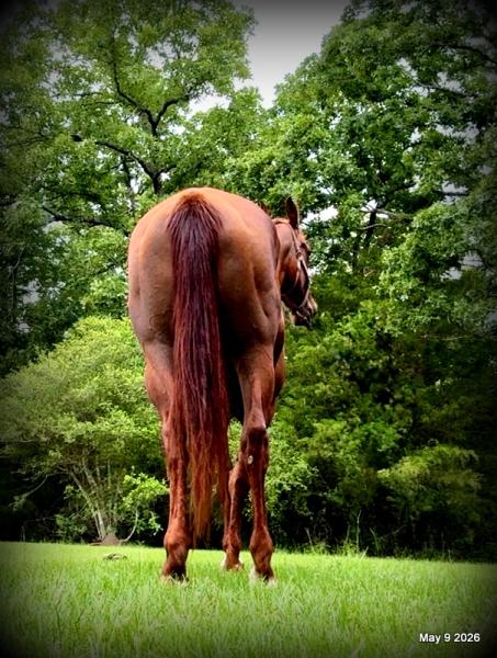 ❤️Mocha❤️Mare with a Story Still Being Written 🌟