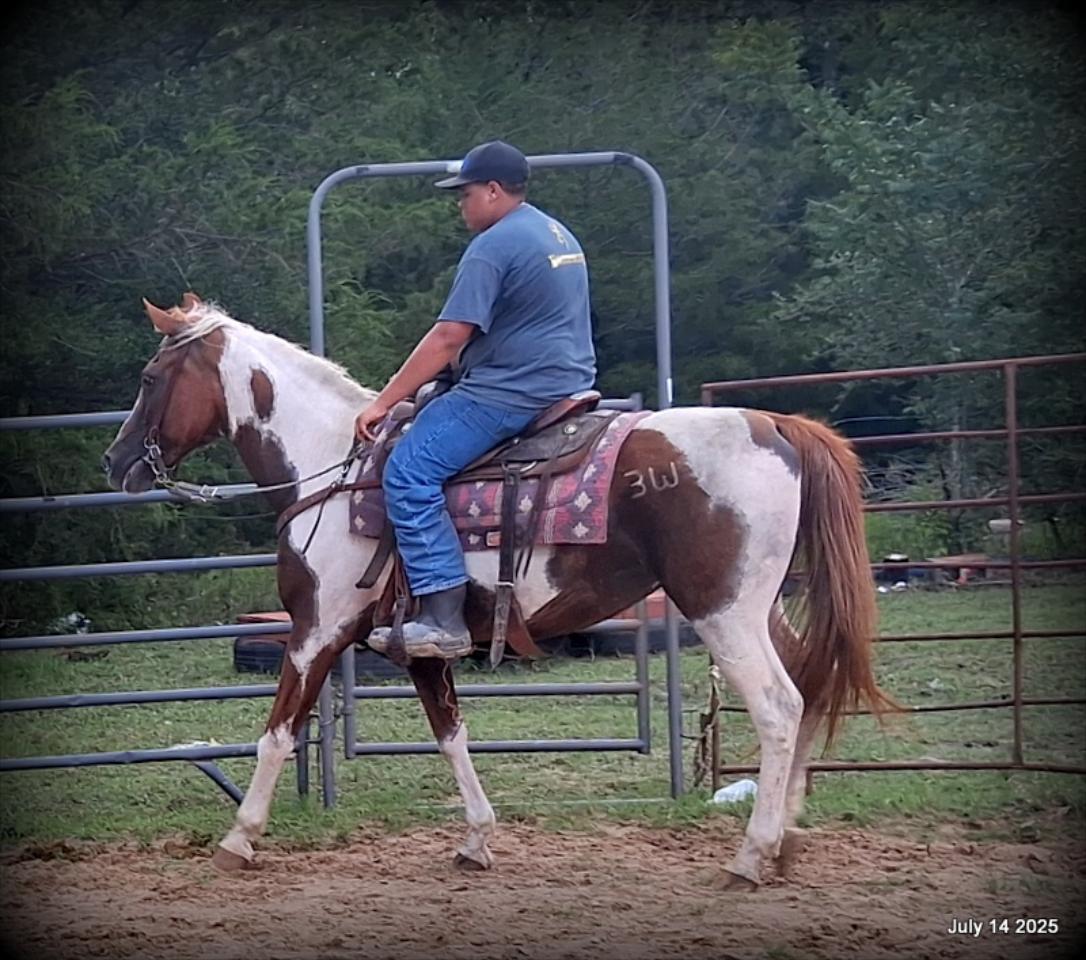 Jazzy – Beautiful Paint Mare with a Heart of Gold