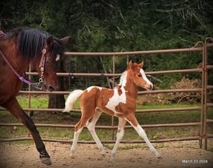 Clover and Willow