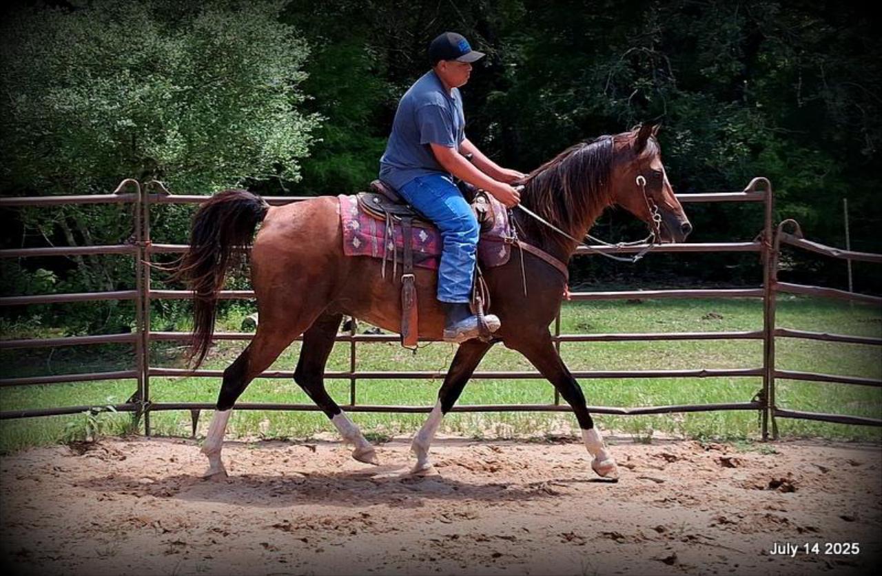 Cash- 11 Year Old Arabian Cross
