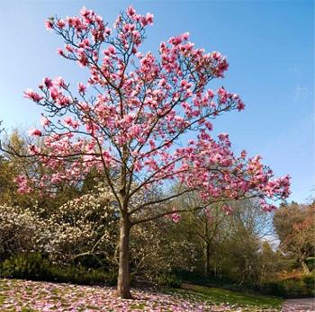 Magnolia (Magnolia grandiflora)