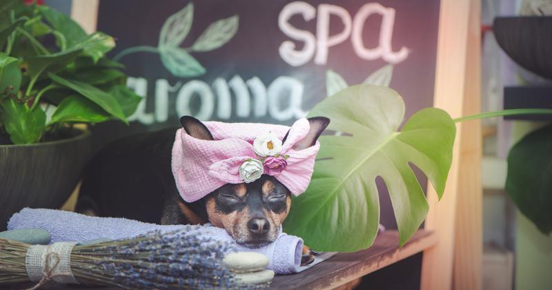 Natures pet clearance spa