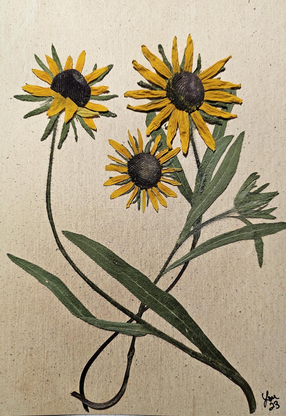 South Dakota Wildflower Series Cards 10 pack print cards