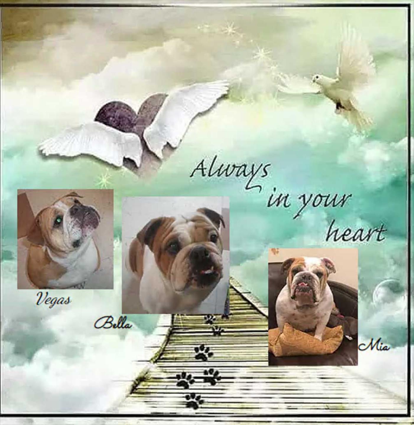 Four Paws Bed And Bath In Rupert ID Memorial Page four-paws-bed-and-bath-in-rupert-id-memorial-page