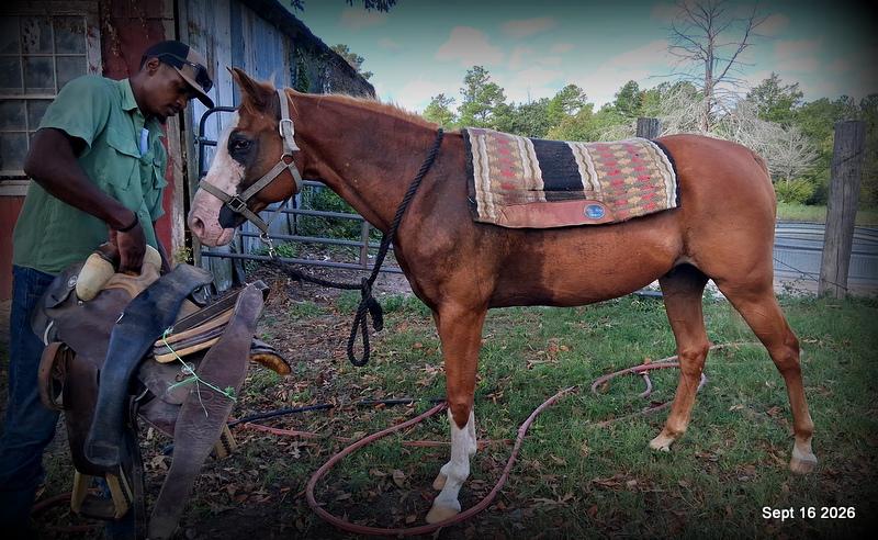 💚 Rocky | Kid-Safe Family Trail Gelding