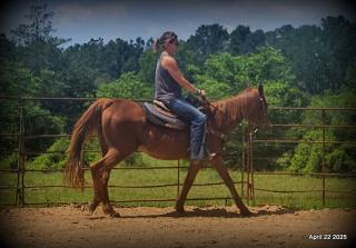 Belle’s Story: A Heart That Never Gave Up