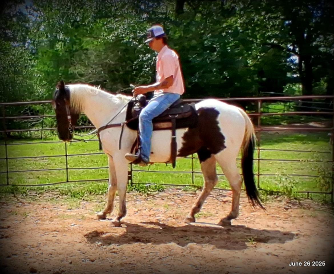Meet Patrick – The Perfect Family Gelding!