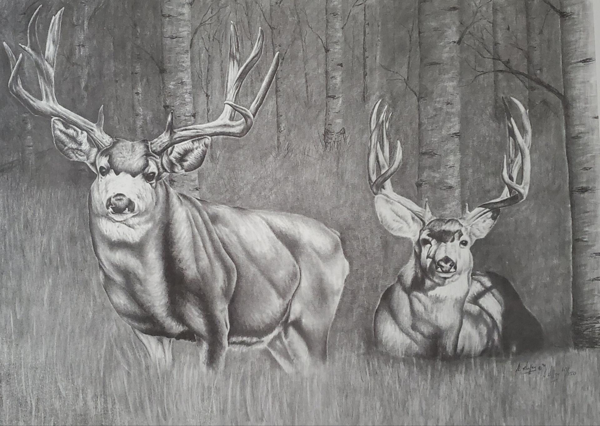 Aspen Bucks